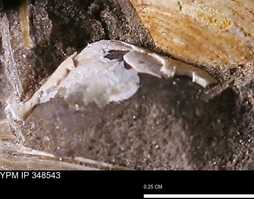 undet. Bivalvia