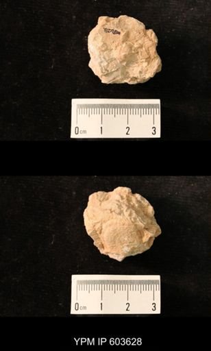 Productus cf. redesdalensis