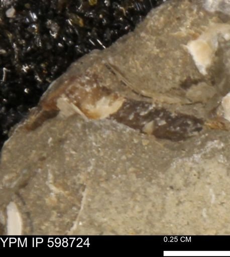 Mollusca