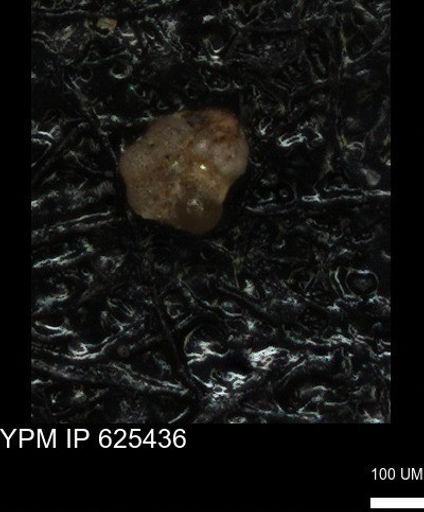 undet. Foraminiferida