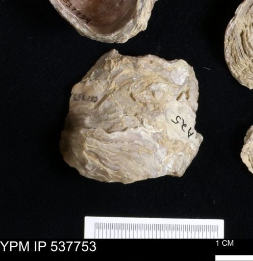 Gryphaea mucronata