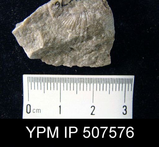 Spirifer varicosa