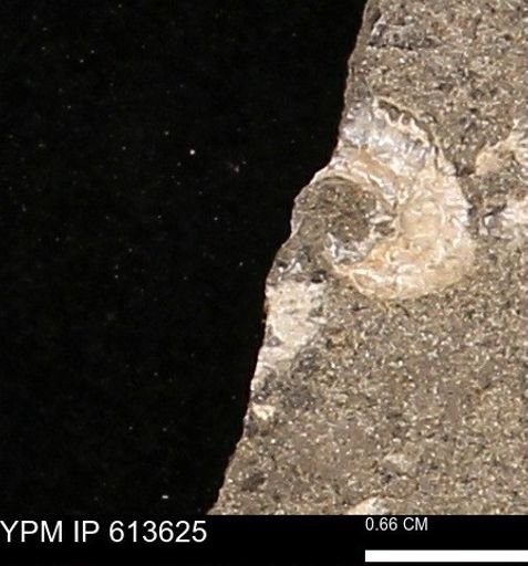 Scaphites sp.