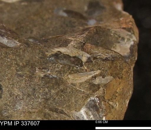 undet. Bivalvia