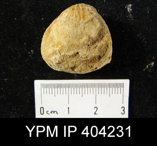Cancrinella cancrini