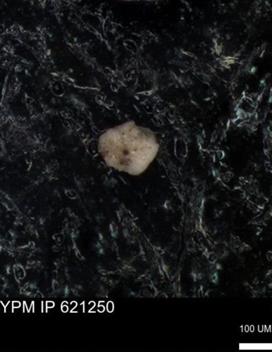 undet. Foraminiferida
