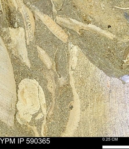 Protocardia?