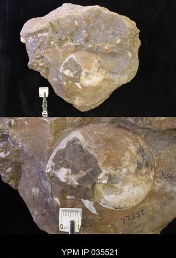 Sphenodiscus lenticularis