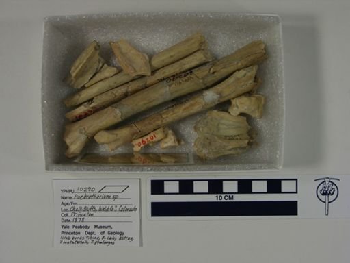 Poebrotherium