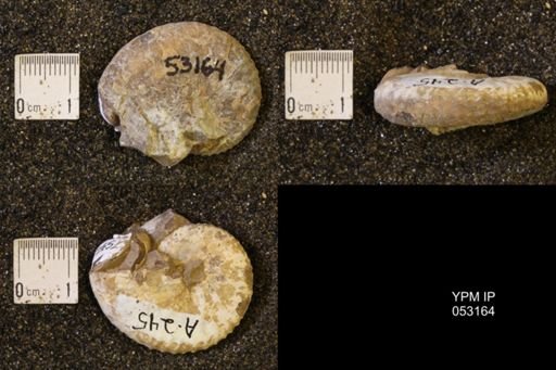 Discoscaphites conradi