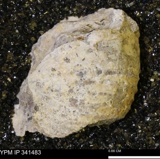Scaphites sp.