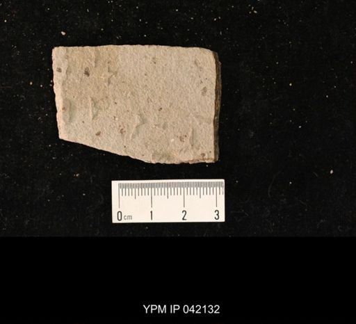 undet. Hymenoptera