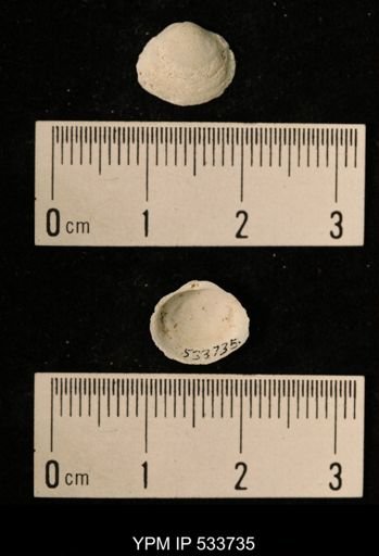 Macoma sp.