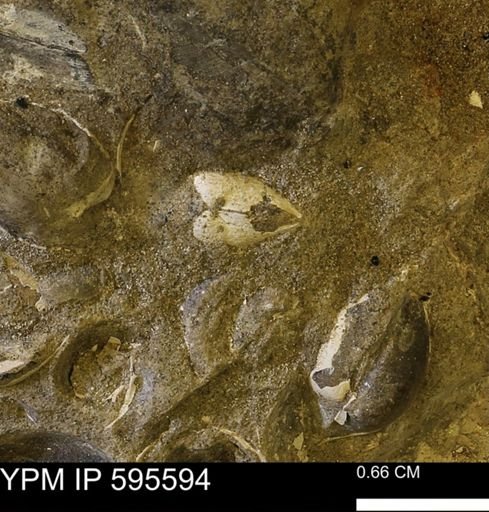 Protocardia sp.