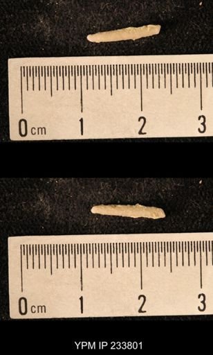 Archaeocidaris sp.
