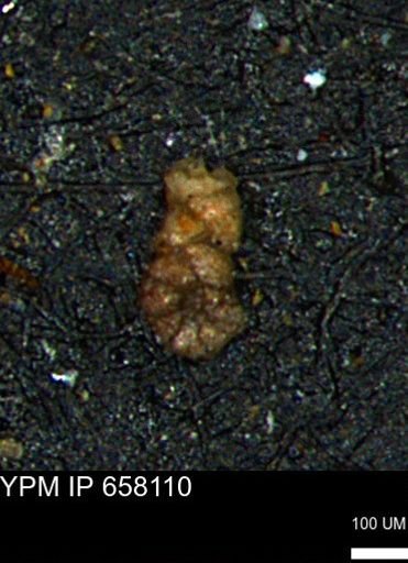 Ammobaculoides whitneyi