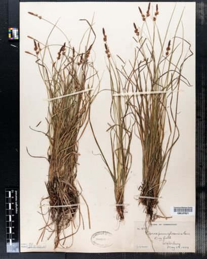 Carex pensylvanica