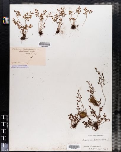 Asplenium cryptolepis