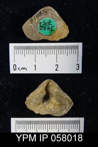 Meristella atoka