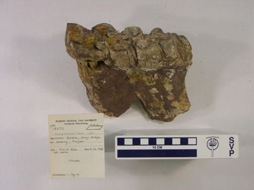 Protanancus chinjiensis