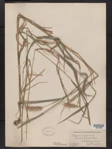 Elymus virginicus