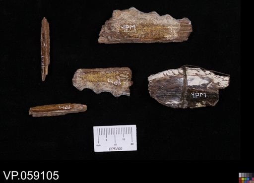 Protosphyraena sp.