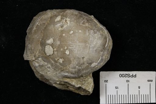 Linoproductus prattenianus