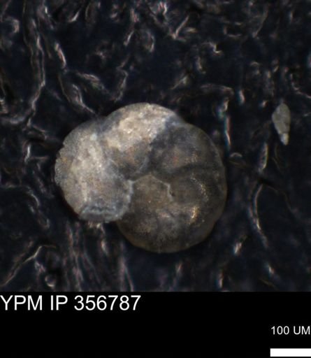undet. Foraminiferida
