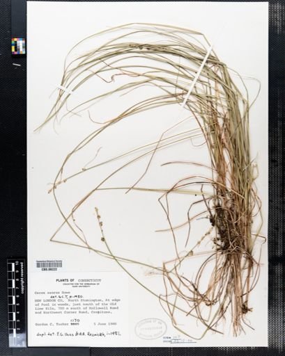 Carex seorsa