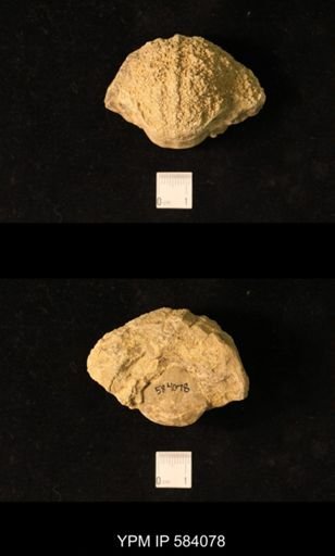 Pharkidonotus tricarinatus?