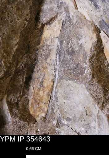 Pseudoptera subtortuosa