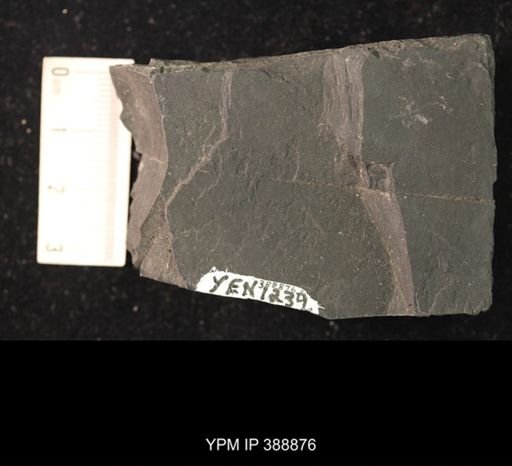undet. Hexapoda