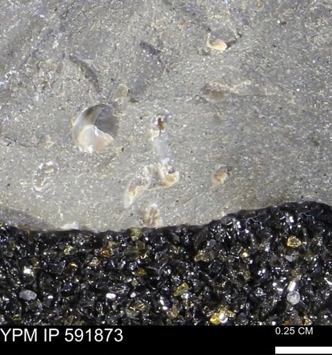 Serpulidae
