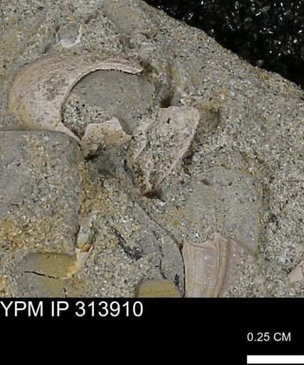 undet. Mollusca