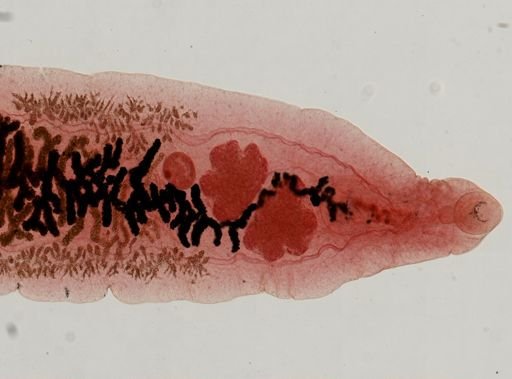 Dicrocoelium