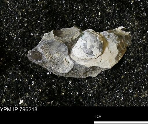 Spisula elliptica