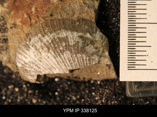 Oxytoma (Hypoxytoma) nebrascana