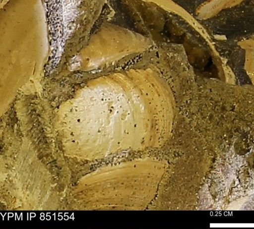 Limopsis striatopunctatus