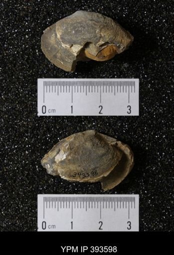 Ostrea glabra