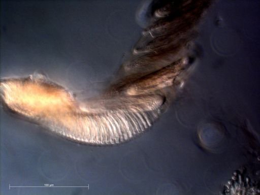 Vogtia glabra