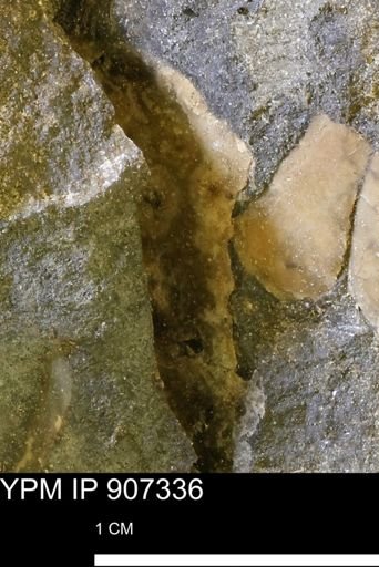 undet. Mollusca