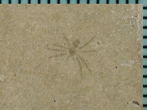 undet. Arachnida