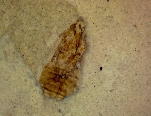 undet. Hemiptera