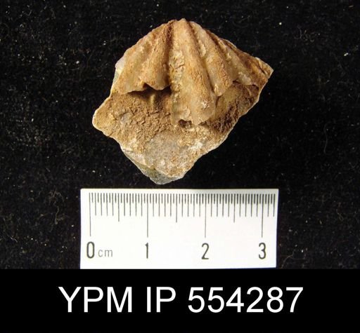 Megakozlowskiella sp.