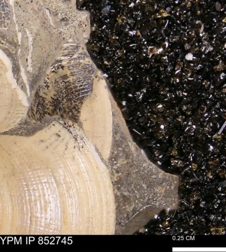 Limopsis striatopunctatus