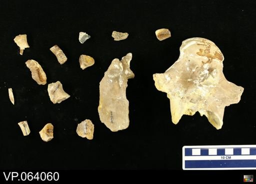undet. Mosasauridae
