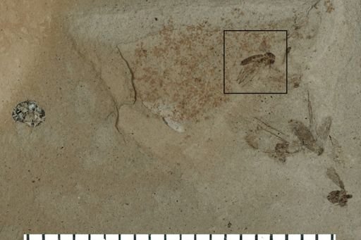 Mycetophilidae