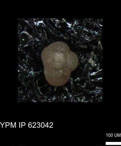 undet. Foraminiferida