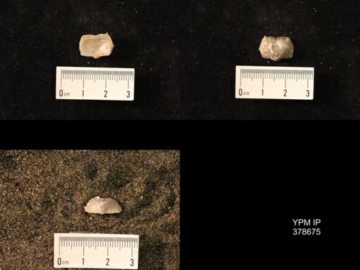 Marginifera wabashensis