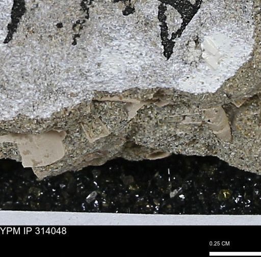undet. Scaphopoda